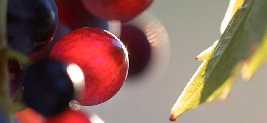 Les chiffres de la récolte 2025