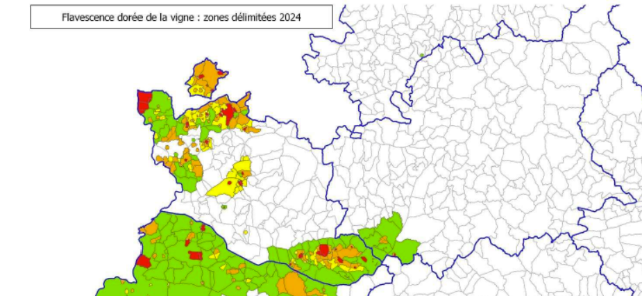 Lutte contre la flavescence dorée de la vigne