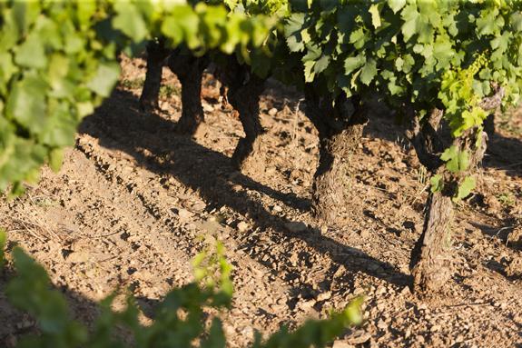 Bilan de campagne du Réseau Dephy Viticulture