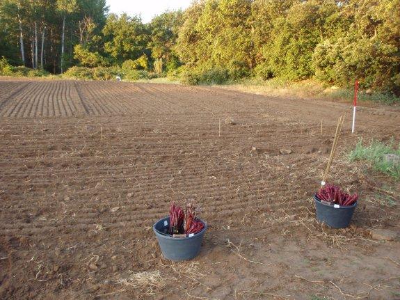 Plantations nouvelles de 2016 non effectuées : de lourdes sanctions