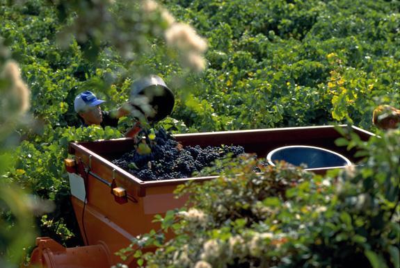 Vendanges 2019 : Dérogations à la durée du temps de travail