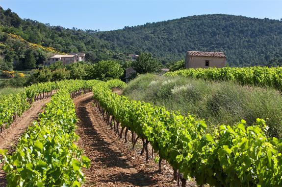 Vendanges 2019 : Autorisation d'irrigation dans les Côtes du Rhône