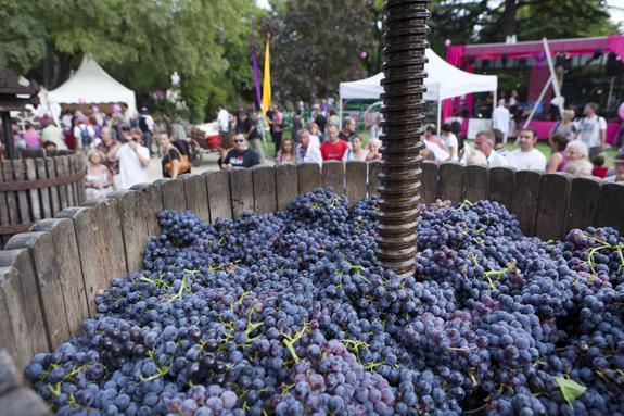 Vendanges 2019 : Rendements et dispositions réglementaires