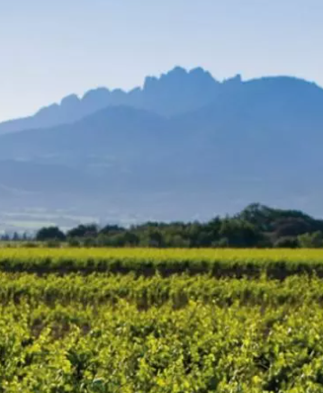 20 ans de l'AOC Côtes du Rhône Villages Plan de Dieu