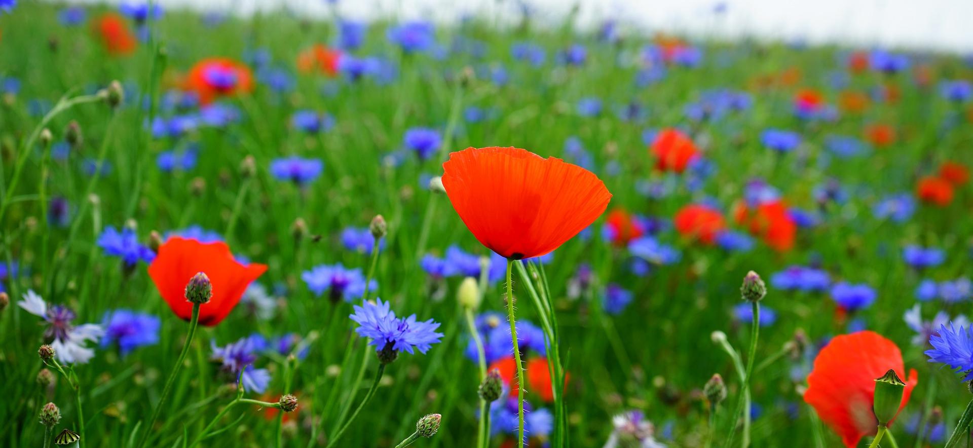 Plantes messicoles : les connaître et les favoriser