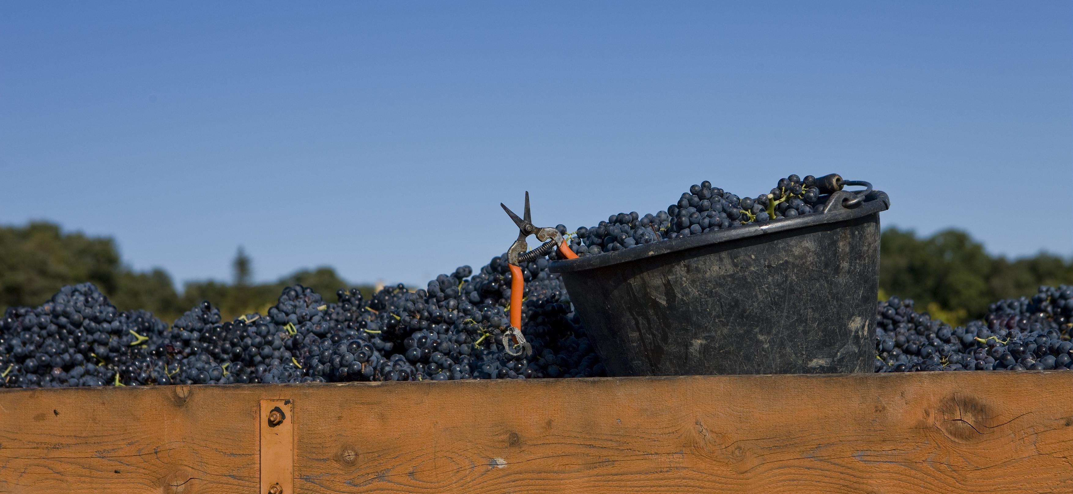L'achat de vendanges autorisé dans le Gard