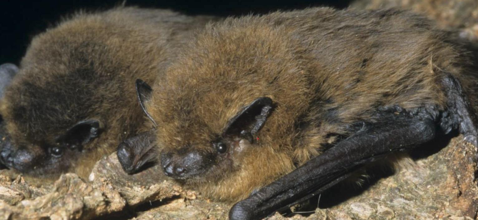 Protocole Chauve-Souris dans l’OAB