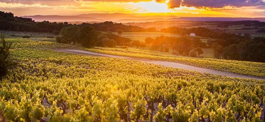 Demande d'aide à la Restructuration du Vignoble