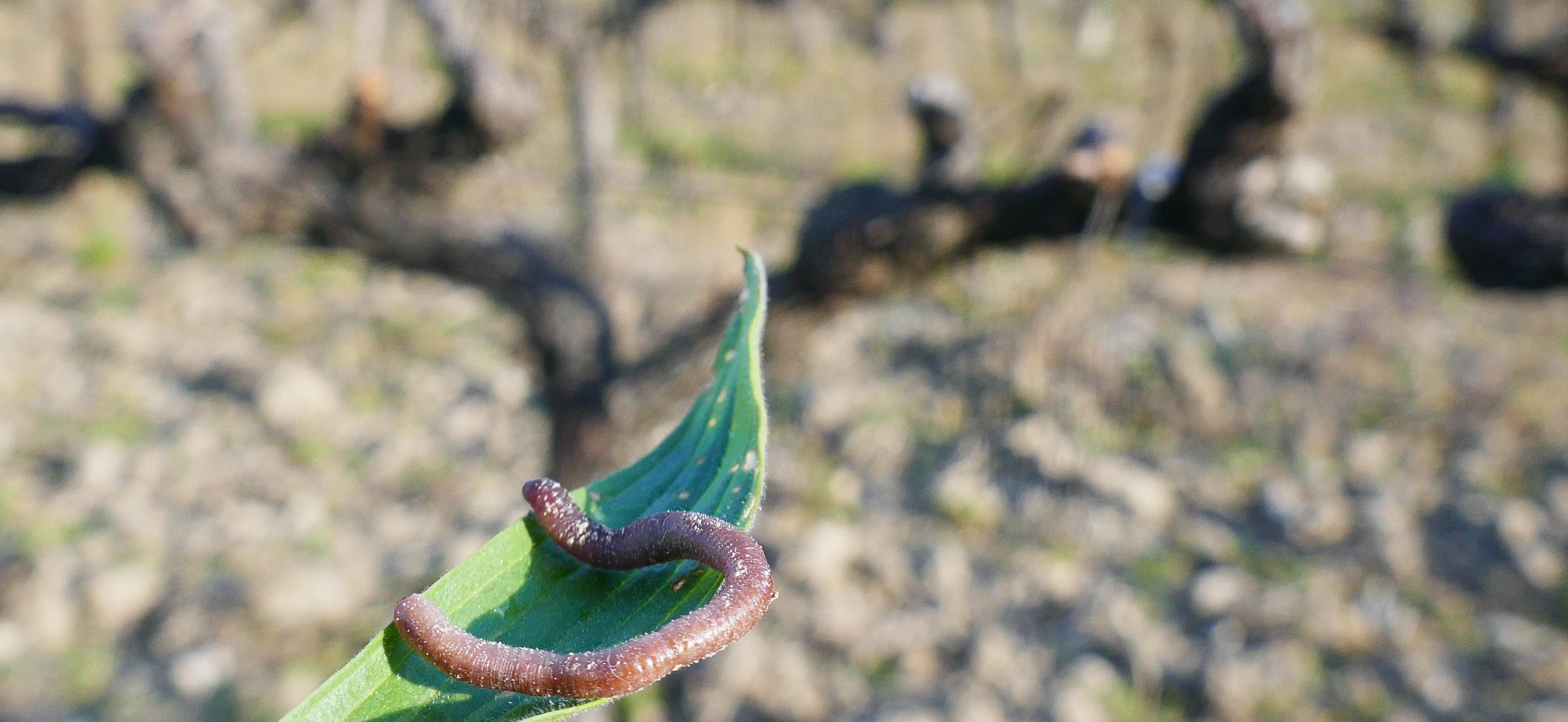 Observer la biodiversité dans ses vignes