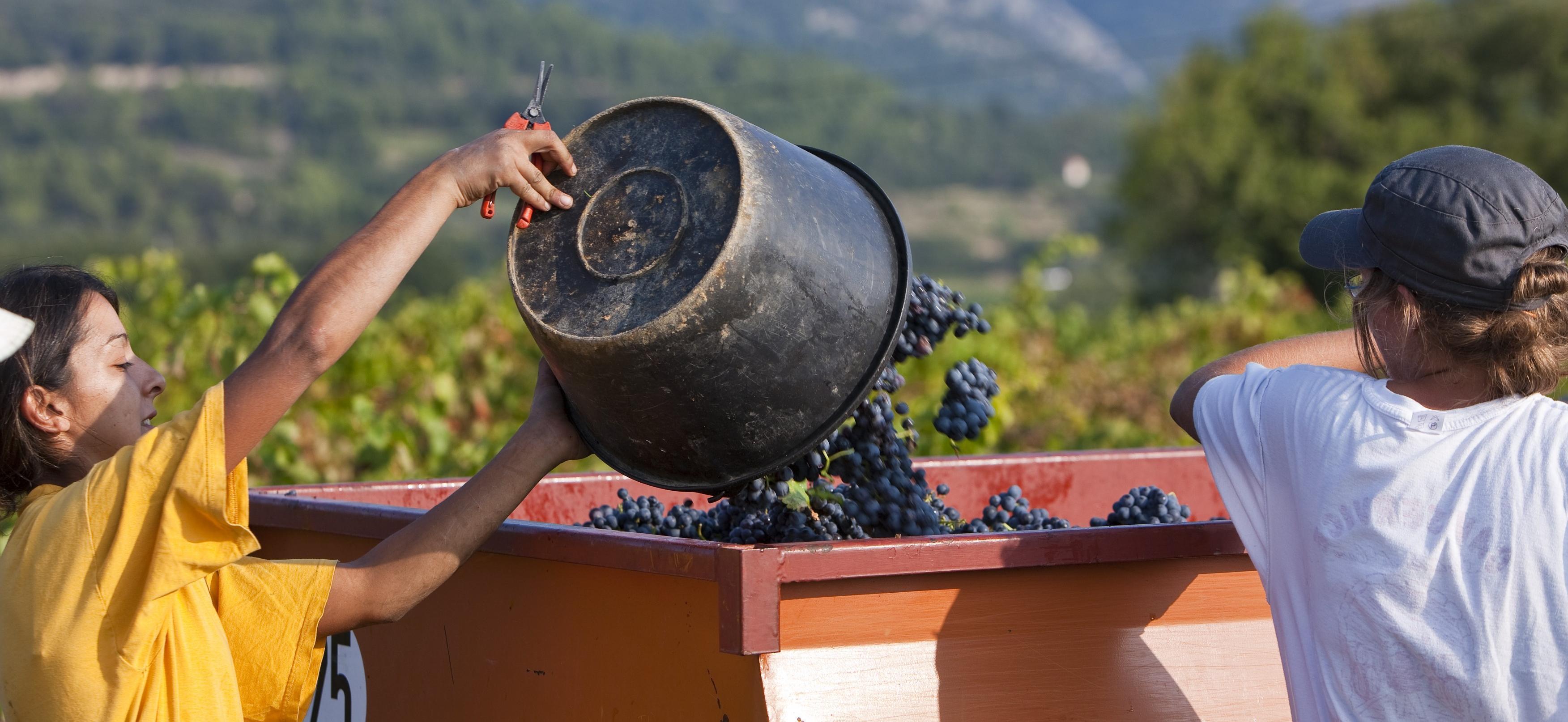 Vendanges 2020 : Rendements et dispositions réglementaires