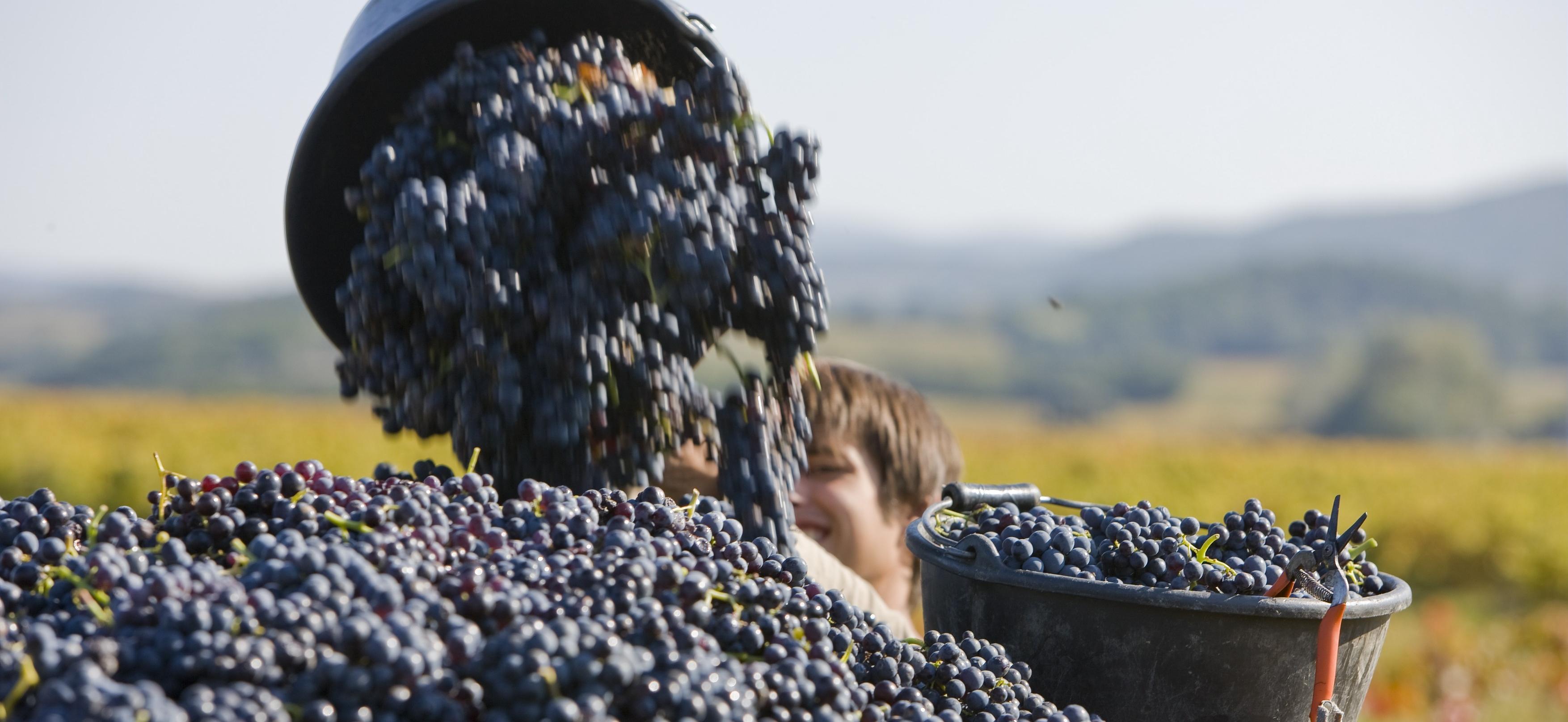 Vendanges 2020 : Dérogations à la durée du temps de travail