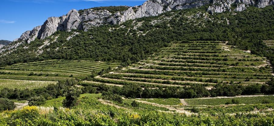 L’appellation Gigondas désormais en blanc