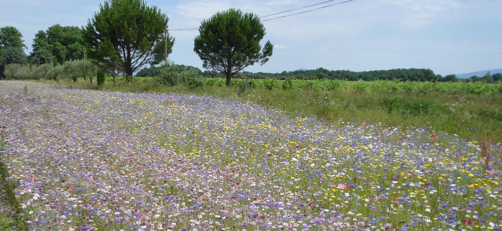 Jachères fleuries : agronomiques, esthétiques, écologiques !