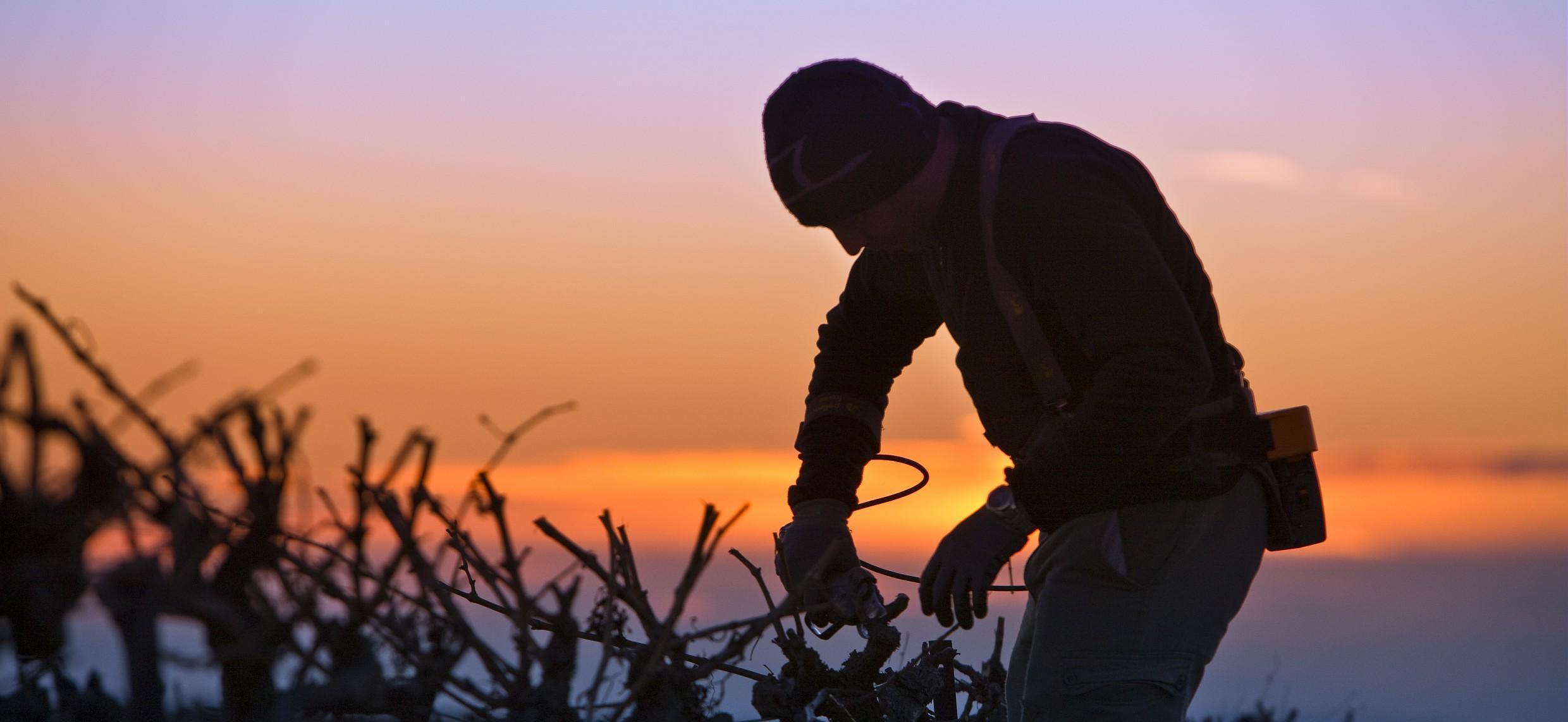 Gel: précisions suite au Conseil spécialisé FranceAgriMer