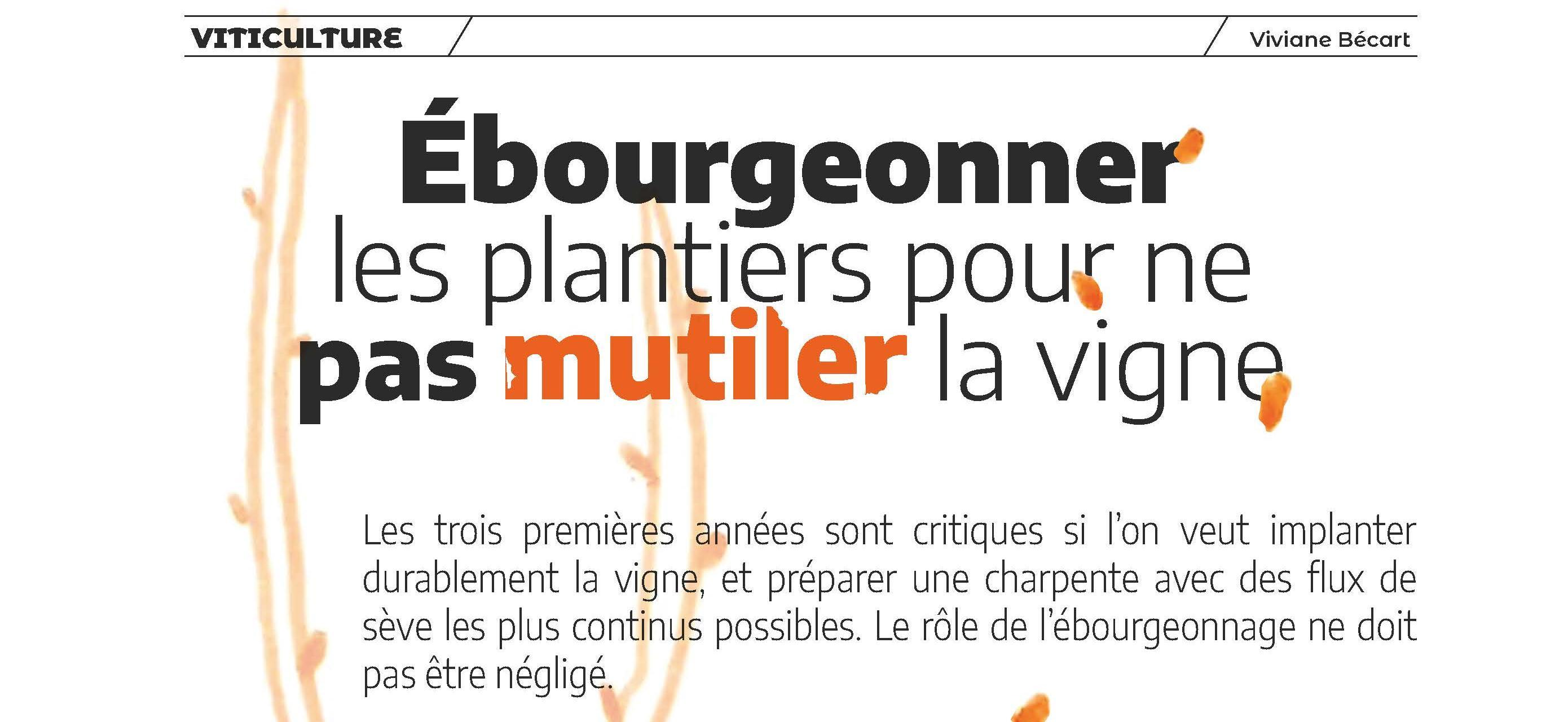 Ebourgeonner les plantiers pour ne pas mutiler la vigne