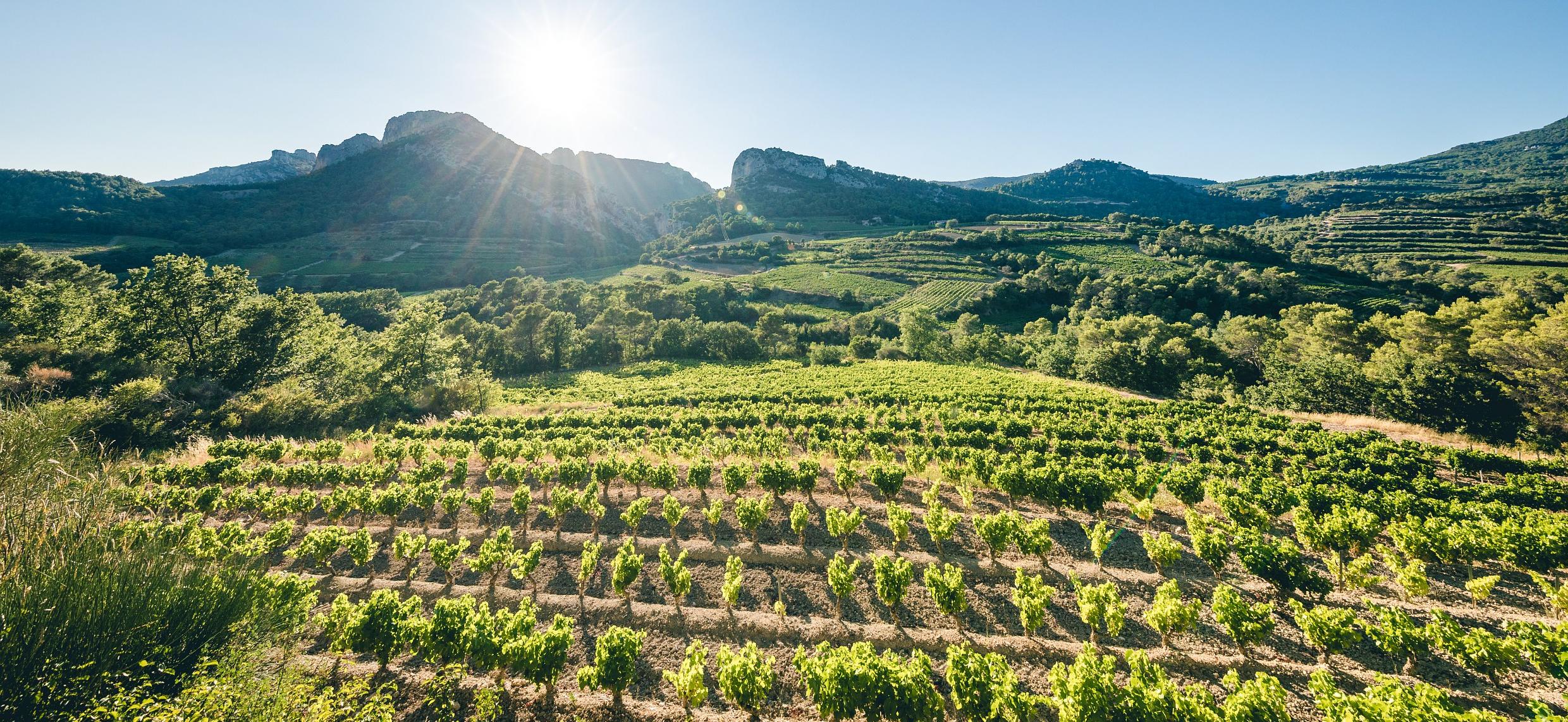 Les Côtes du Rhône définissent leur plan stratégique 2023-2026