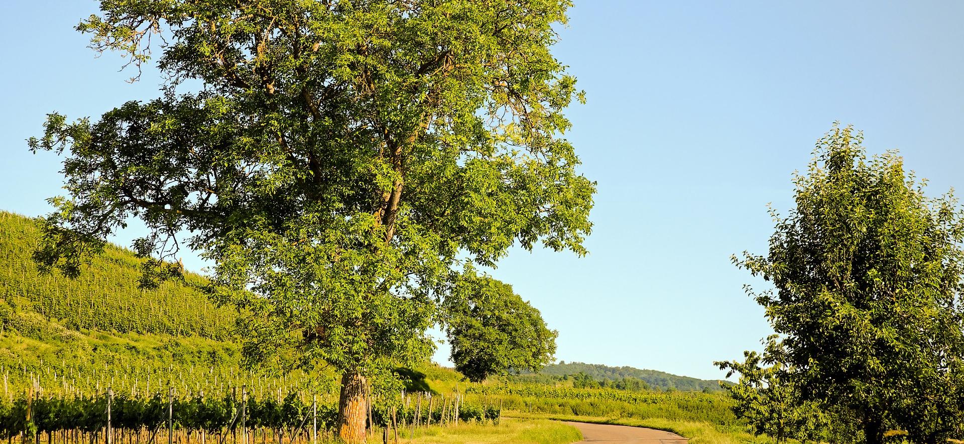 Fiche  2 : des arbres et des arbustes dans les vignes