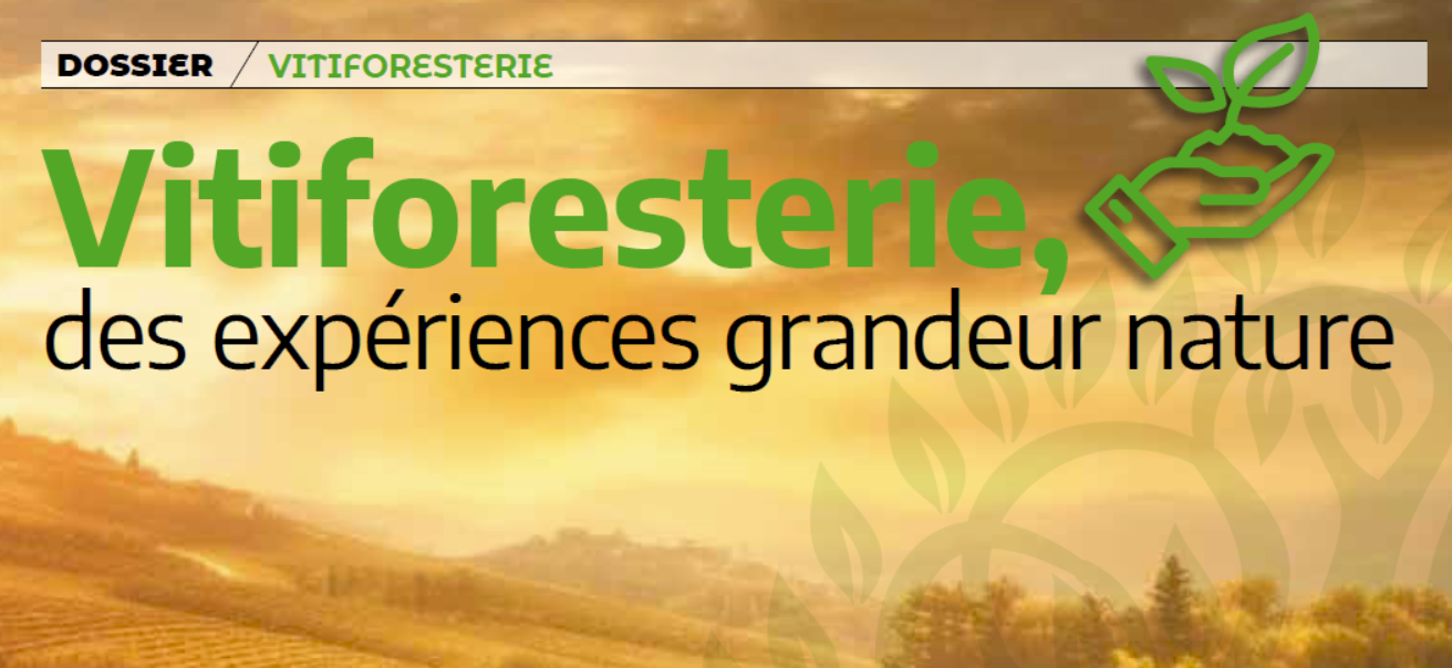 Vitiforesterie, des expériences grandeur Nature