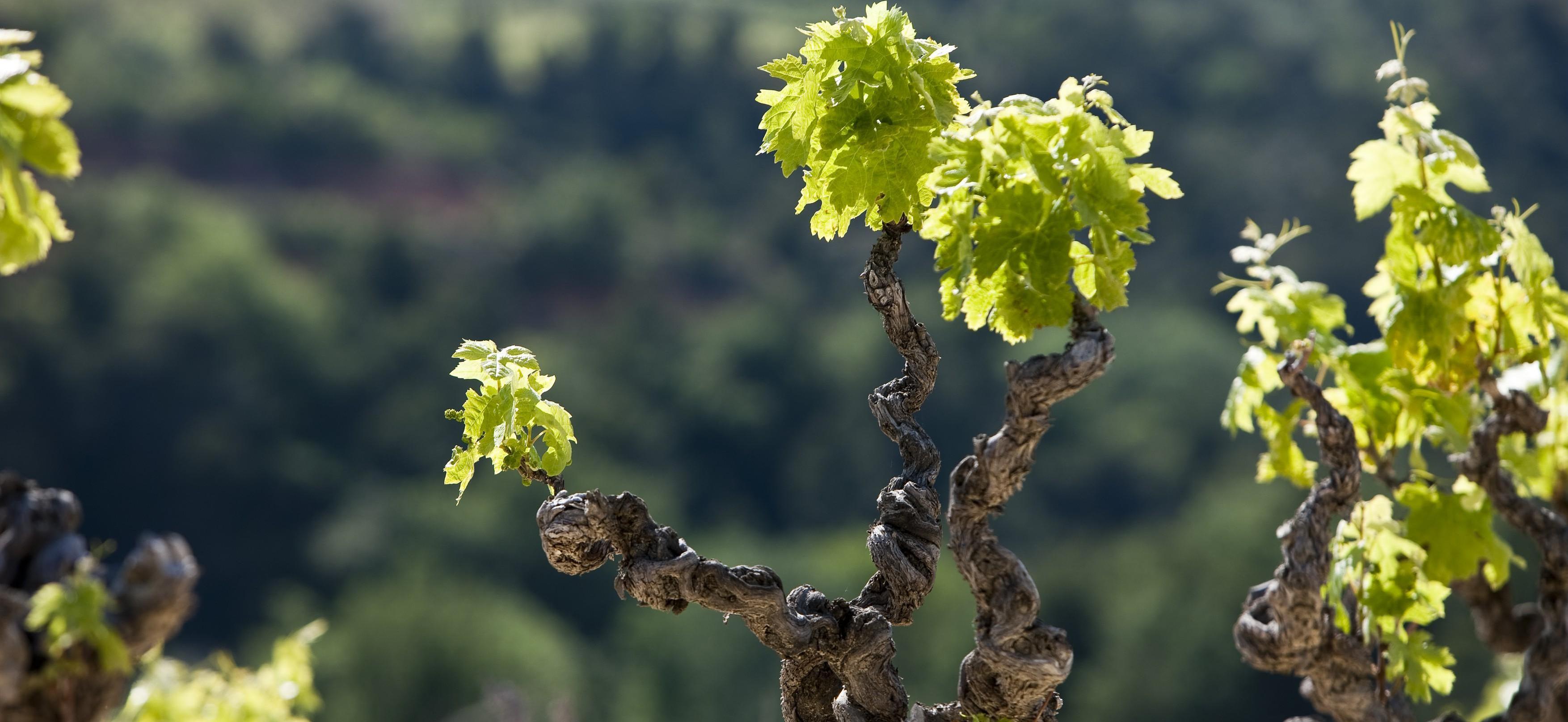Impact économique de l'arrêt des herbicides en viticulture