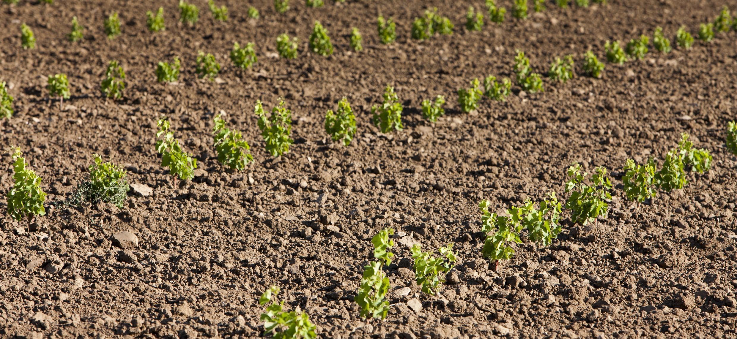 Création des autorisations de replantation