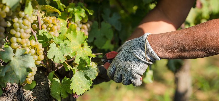 Vendanges 2024 : dérogation favorable au temps de travail