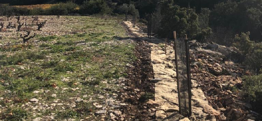 |Tavel] Les vignerons de Tavel Lirac plantent des arbres