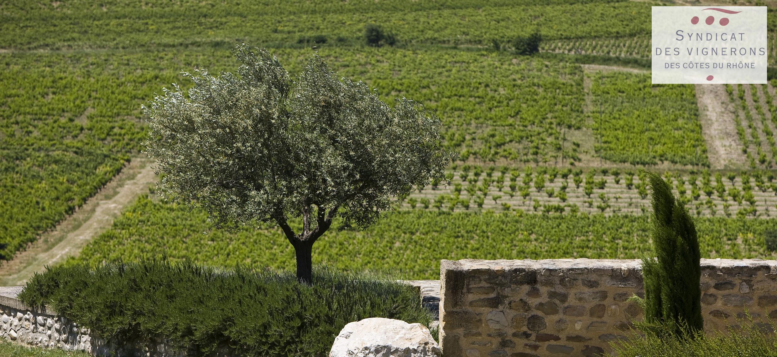 Cahier des charges de l'AOC Côtes du Rhône