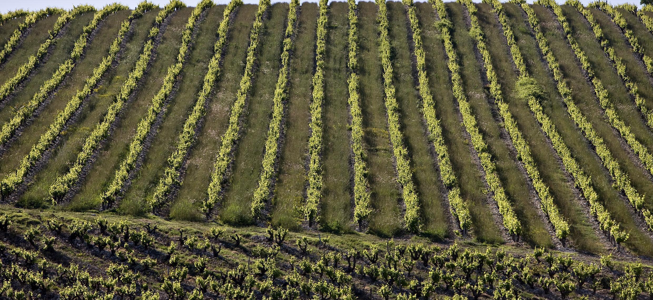 Plan de contrôle des AOC Côtes du Rhône et Côtes du Rhône Villages