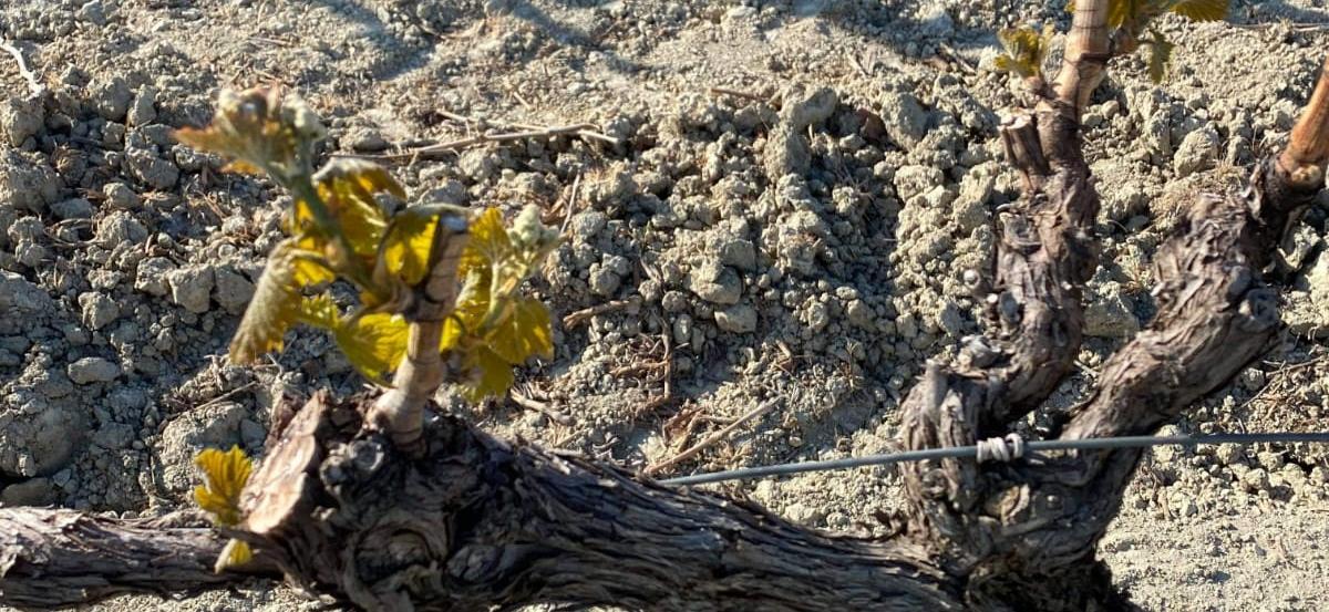 Les vignobles de la Vallée du Rhône durement touchés par le gel