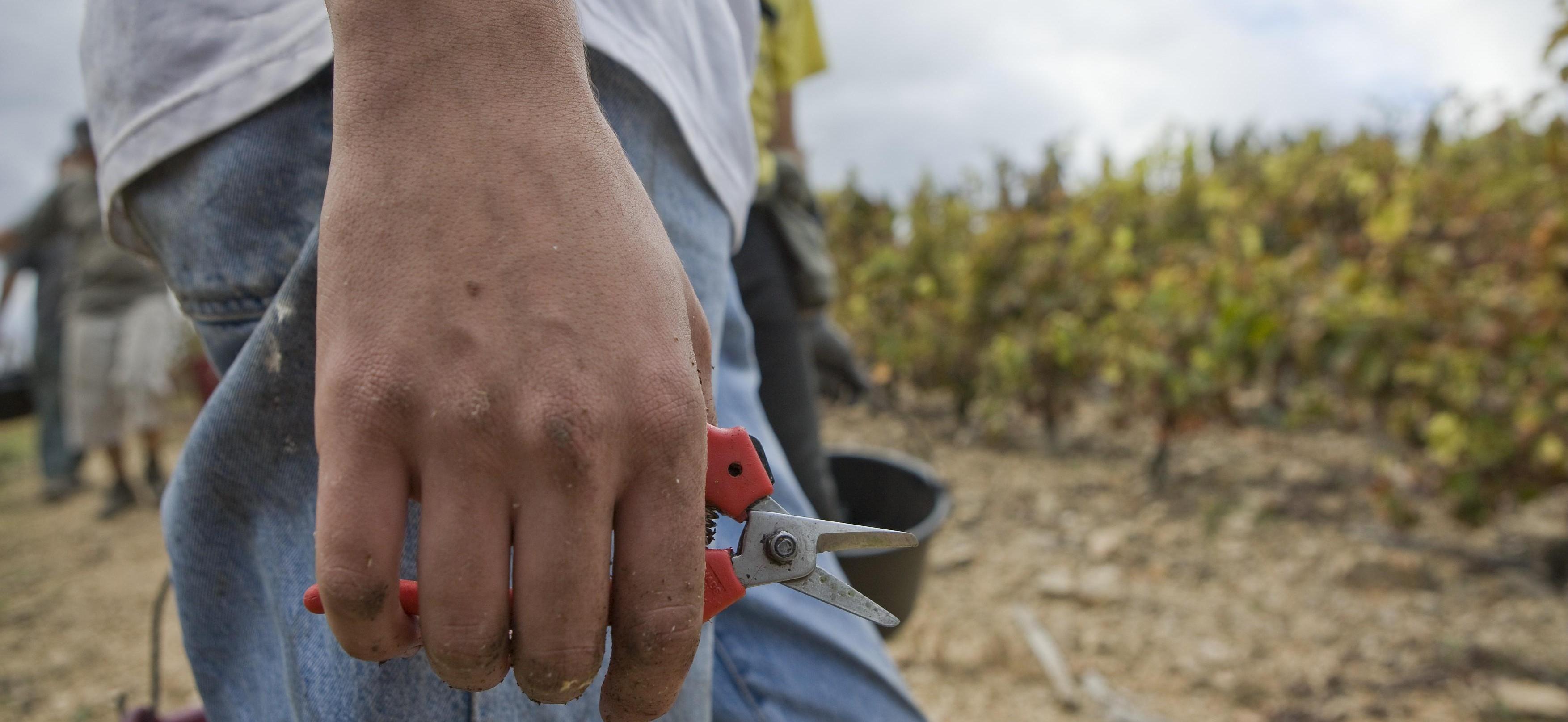 Vendanges 2021 : dérogation au temps de travail