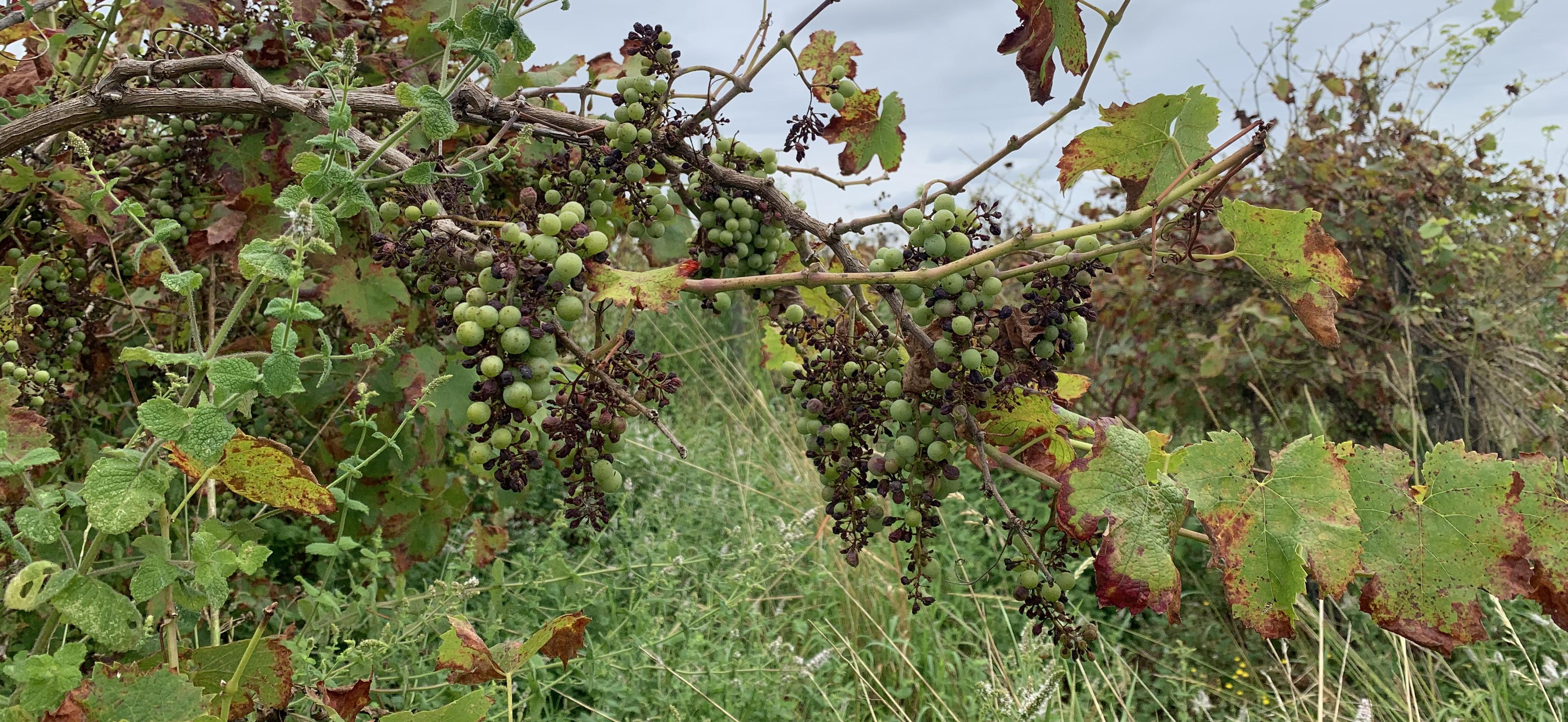 Lutte contre les parcelles en friche et non taillées