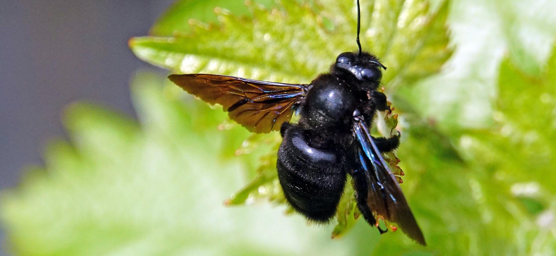 Favoriser les abeilles solitaires