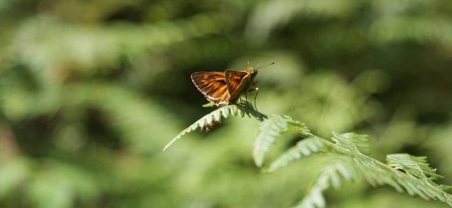 Natura 2000 : un décret sur les phyto