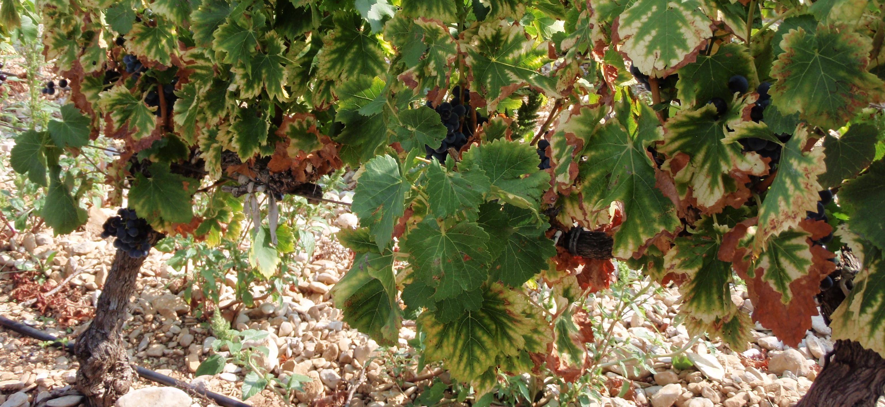 Gard et Ardèche : Lutte contre la flavescence dorée en 2019