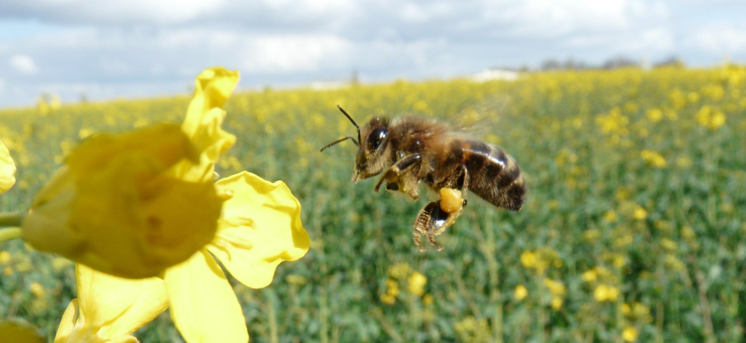 Observer la biodiversité dans les vignes et adapter la stratégie technique