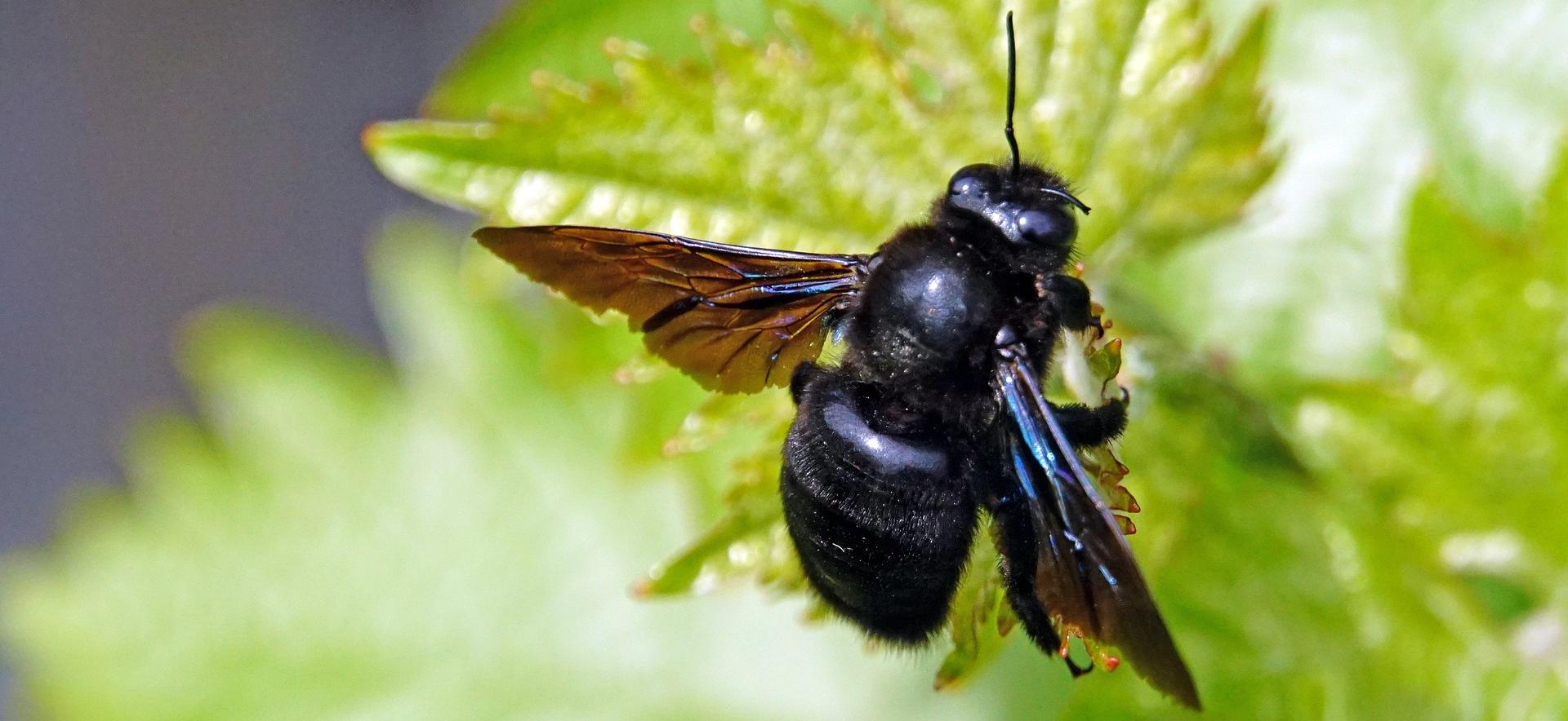 Arrêté relatif à la protection des pollinisateurs lors de l'utilisation de produits phyto