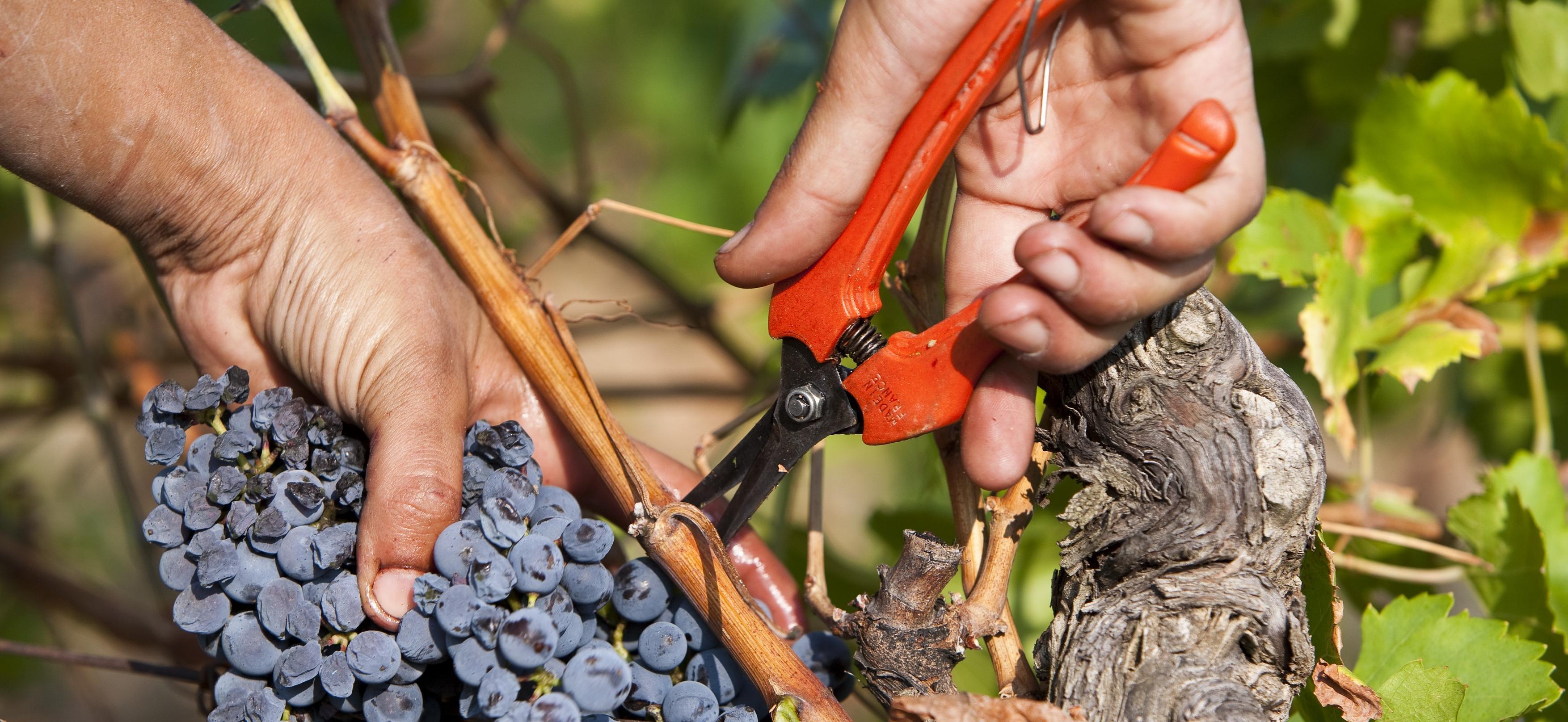 Mesures sanitaires pour les vendanges 2020