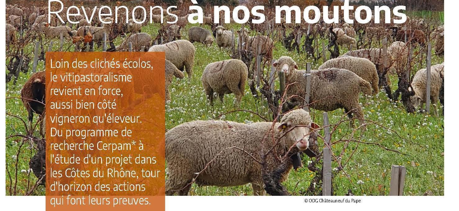 Des moutons dans les vignes