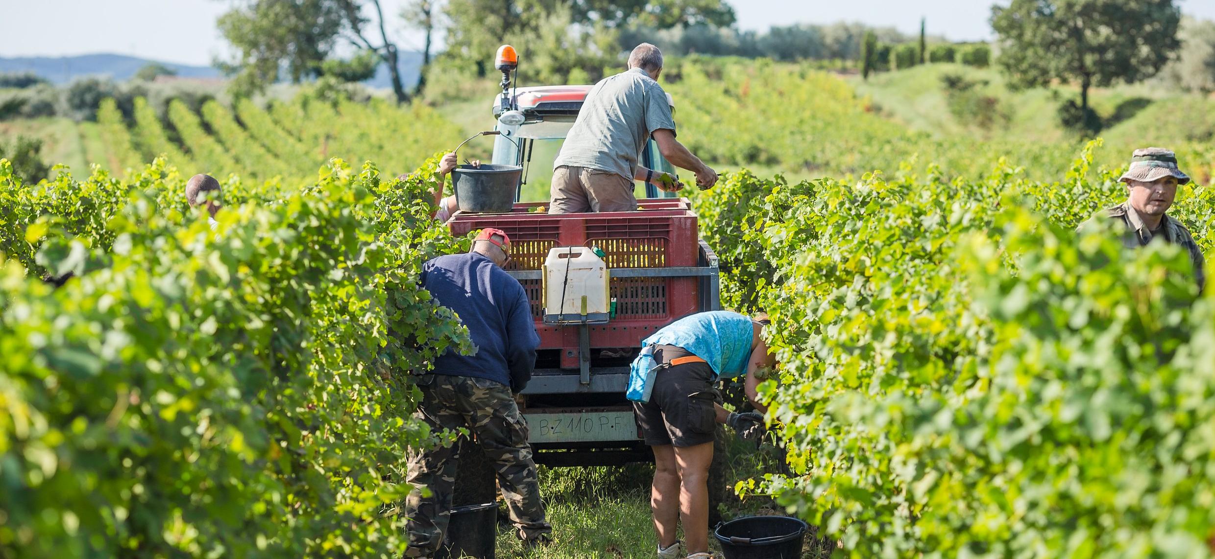 Vendanges 2023 : dérogation favorable au temps de travail