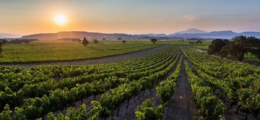 Transmission des exploitations viticoles : une exonération fiscale historique pour les vignerons