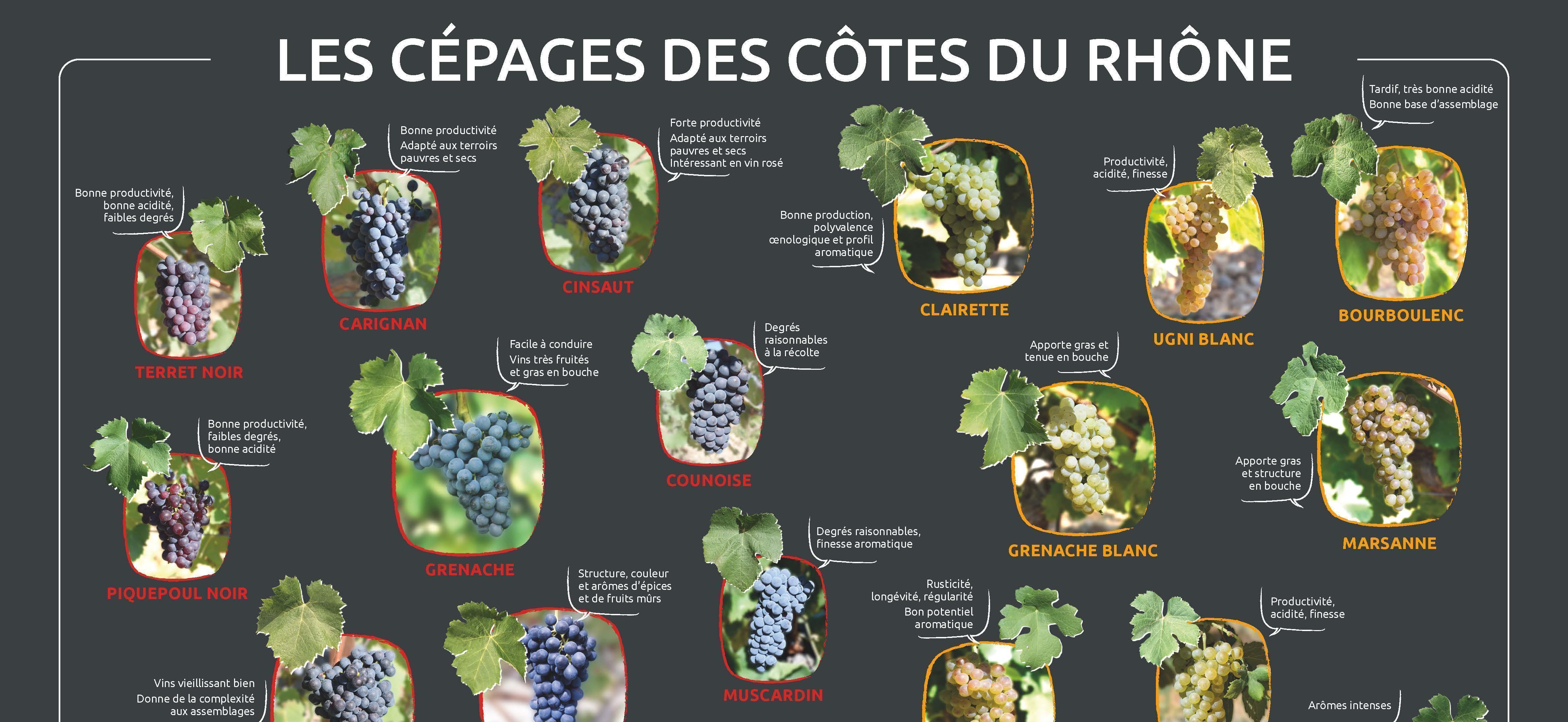 Les cépages des Côtes du Rhône