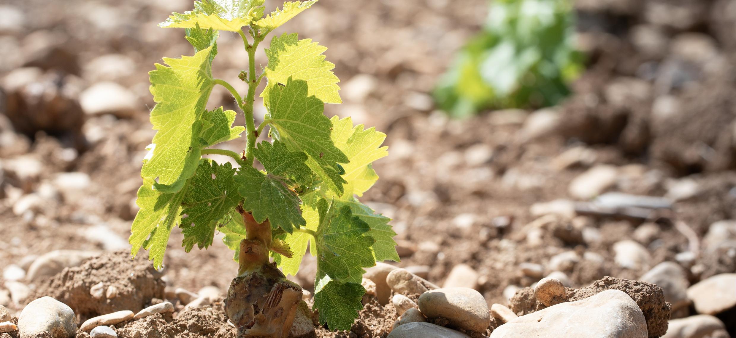 Autorisations de plantation nouvelle