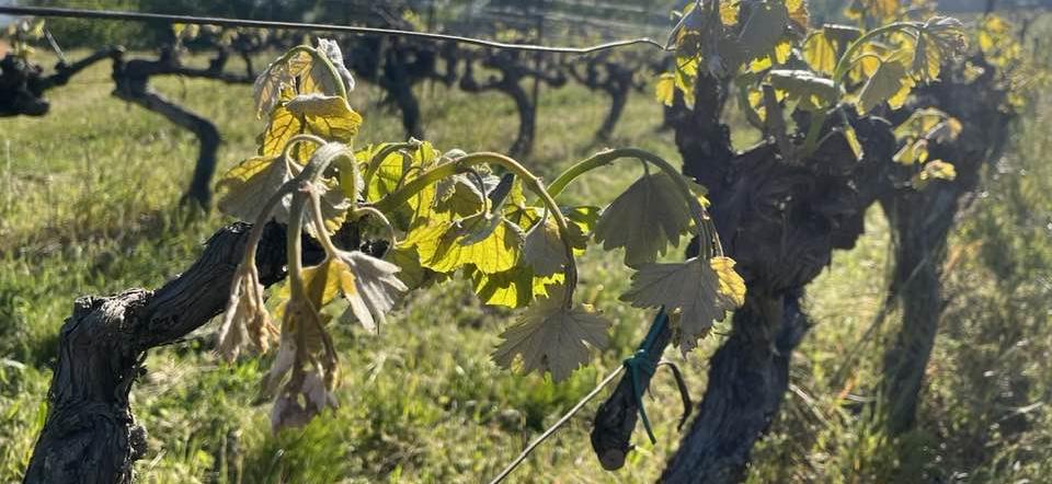 Que faire après un gel de printemps ?